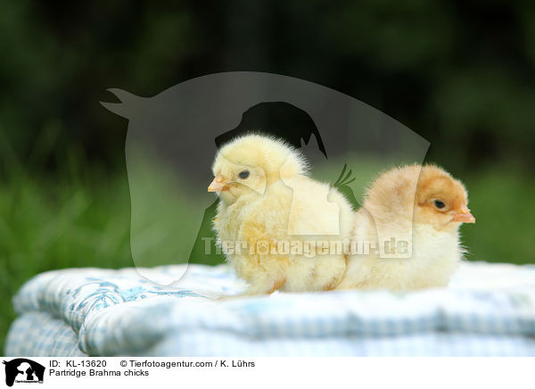 Brahma Kken / Partridge Brahma chicks / KL-13620