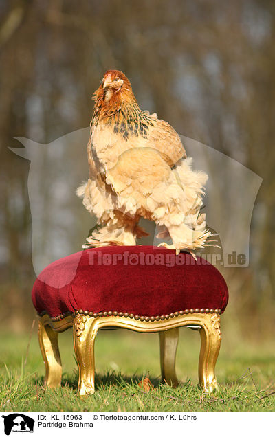 Brahma Huhn / Partridge Brahma / KL-15963