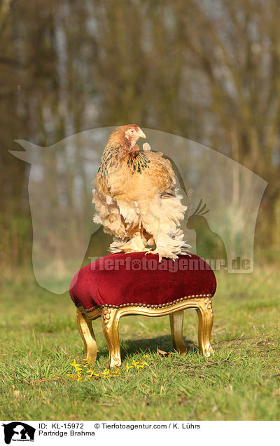 Brahma Huhn / Partridge Brahma / KL-15972