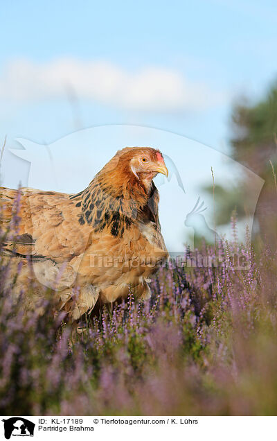 Brahma Huhn / Partridge Brahma / KL-17189