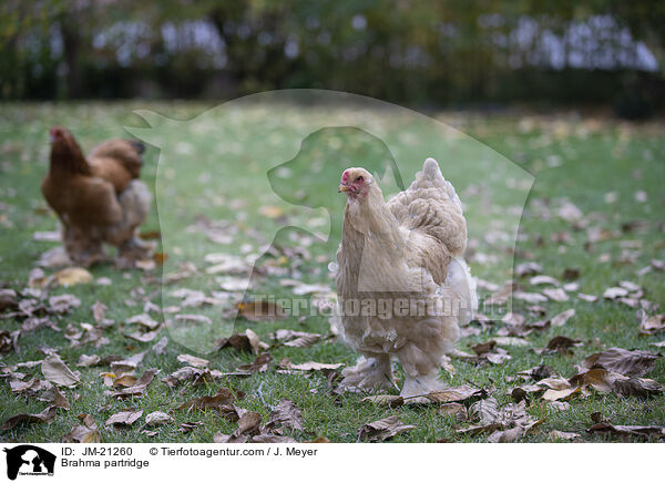 Brahma / Brahma partridge / JM-21260