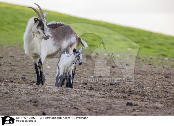 Pfauenziegen / Peacock goats / PW-10802