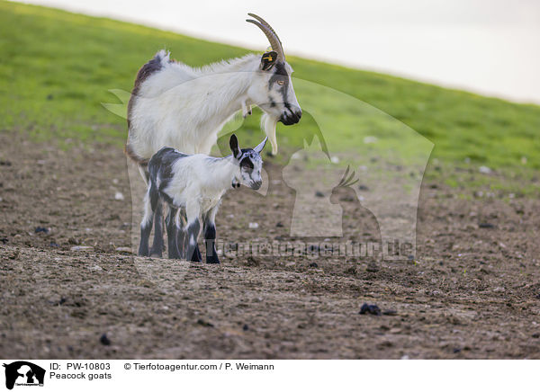 Pfauenziegen / Peacock goats / PW-10803