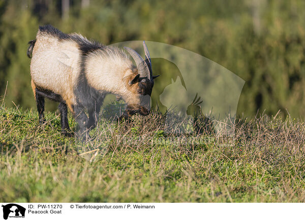 Pfauenziege / Peacock Goat / PW-11270