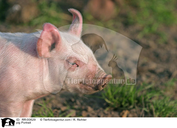 Schwein / pig Portrait / RR-00629