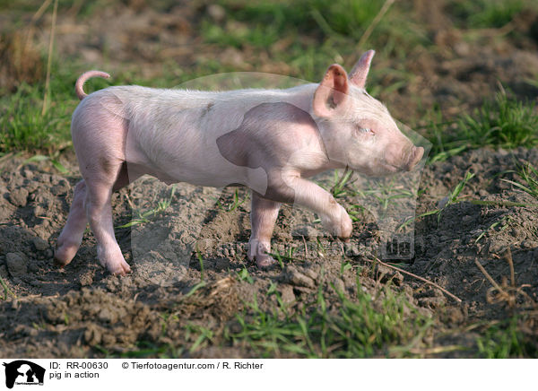 Schwein in Bewegung / pig in action / RR-00630