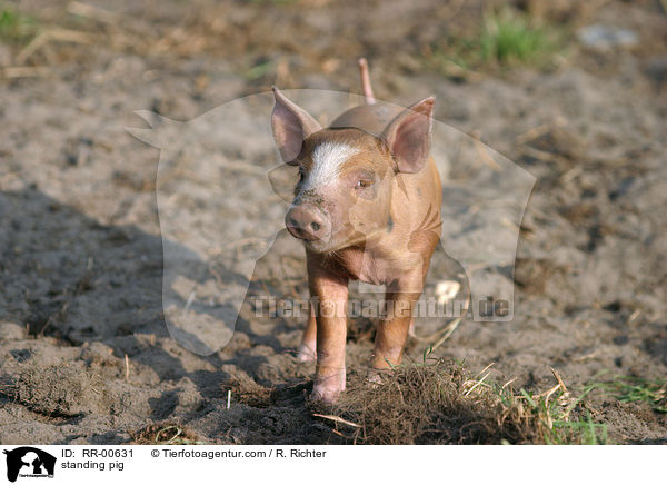 stehendes Schwein / standing pig / RR-00631