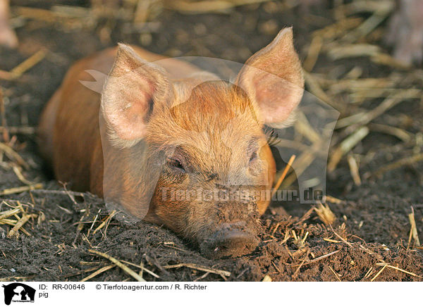 Schwein / pig / RR-00646