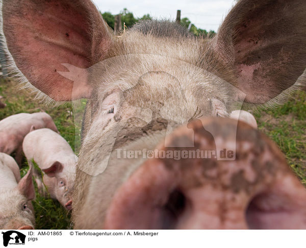 Schweine / pigs / AM-01865