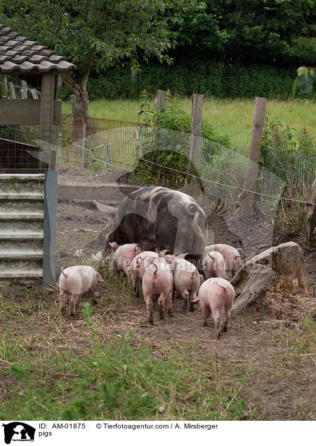 Schweine / pigs / AM-01875
