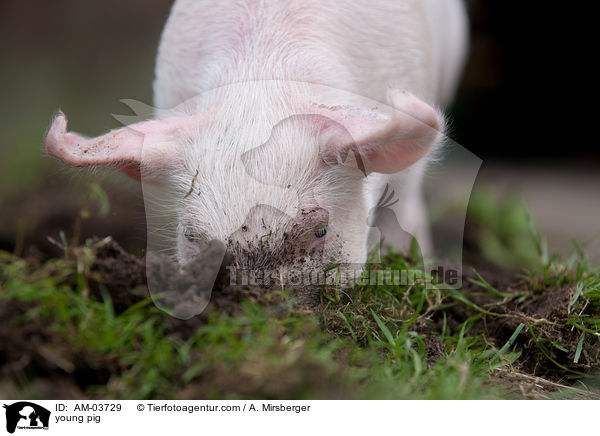 junges Schwein / young pig / AM-03729