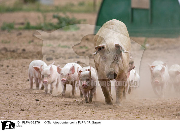 Schweine / pigs / FLPA-02276