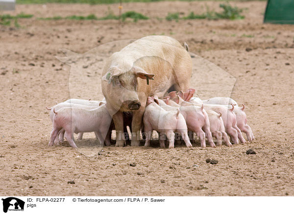 Schweine / pigs / FLPA-02277