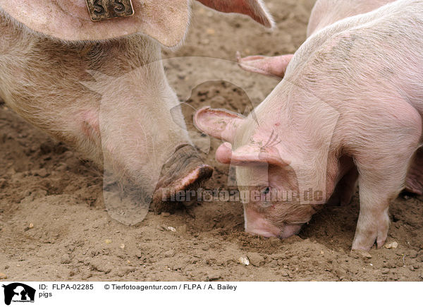 Schweine / pigs / FLPA-02285