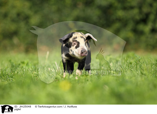 Ferkel / piglet / JH-25048