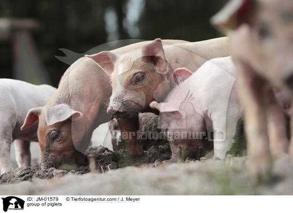 Gruppe Ferkel / group of piglets / JM-01579