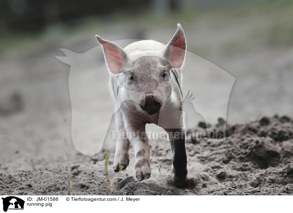 rennendes Schwein / running pig / JM-01586