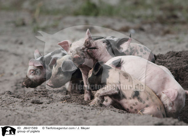 Gruppe Ferkel / group of piglets / JM-01589