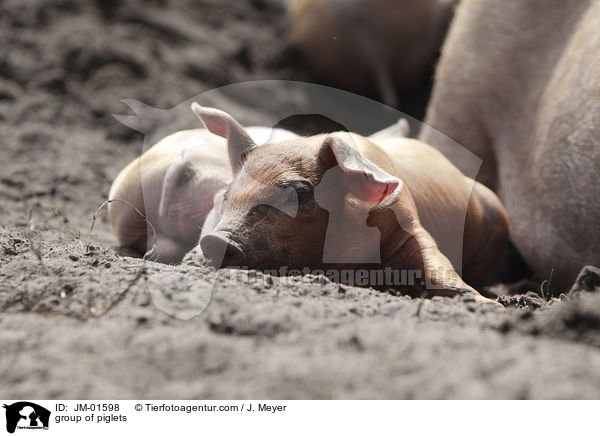 Gruppe Ferkel / group of piglets / JM-01598