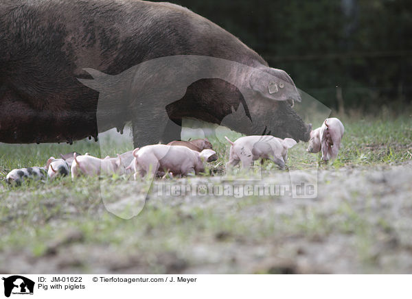 Sau mit Ferkeln / Pig with piglets / JM-01622