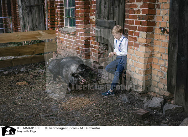 Junge mit Schweine / boy with Pigs / MAB-01830