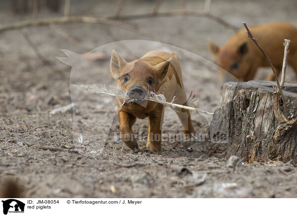 rote Ferkel / red piglets / JM-08054