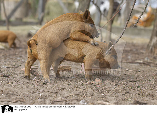 rote Ferkel / red piglets / JM-08062