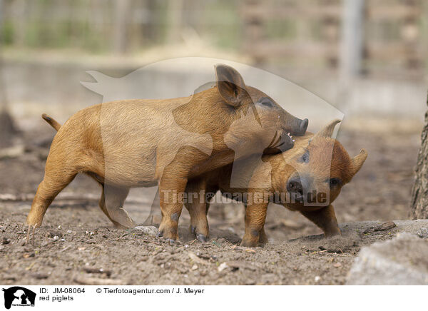 rote Ferkel / red piglets / JM-08064