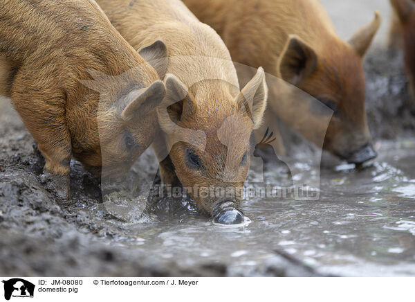 Hausschwein / domestic pig / JM-08080