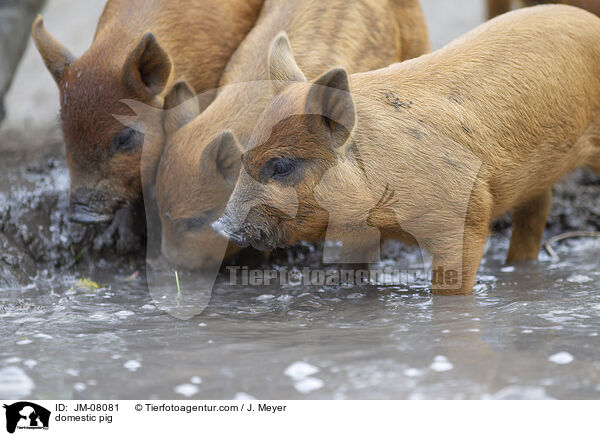 Hausschwein / domestic pig / JM-08081