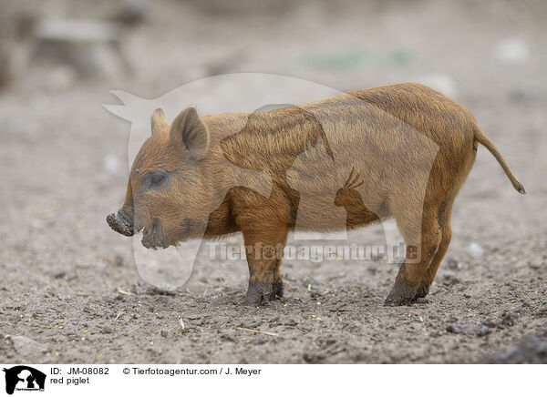 rotes Ferkel / red piglet / JM-08082