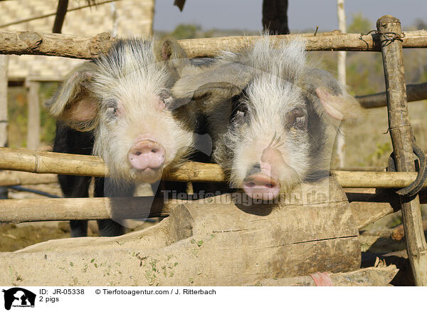 2 Schweine / 2 pigs / JR-05338