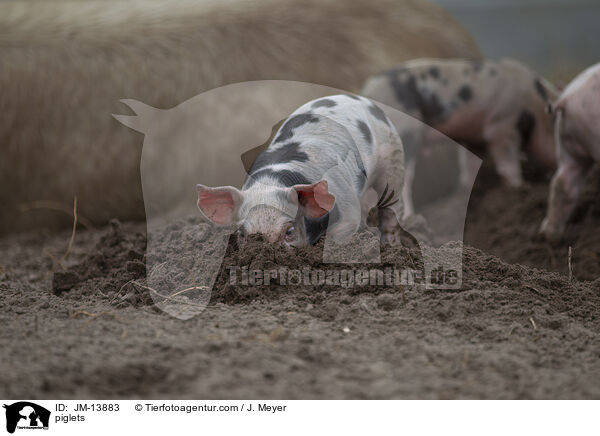 Ferkel / piglets / JM-13883