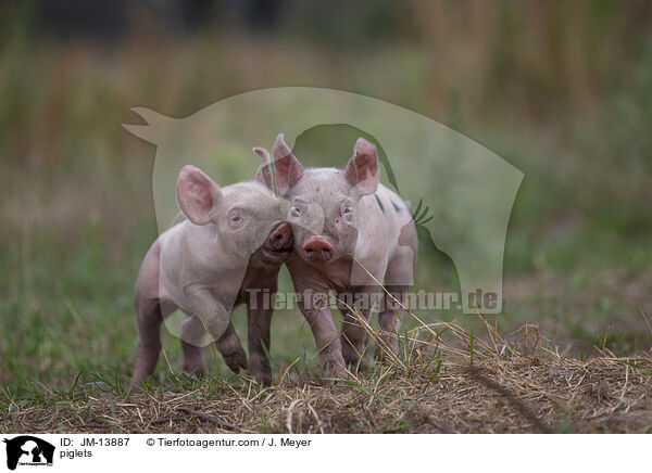 Ferkel / piglets / JM-13887