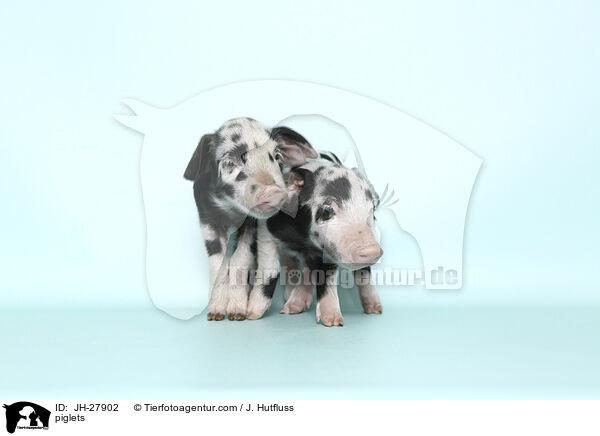 Ferkel / piglets / JH-27902