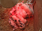 piglets under lamp