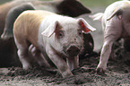 group of piglets