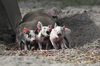 group of piglets