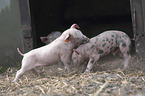 playing pigs