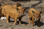 domestic pigs