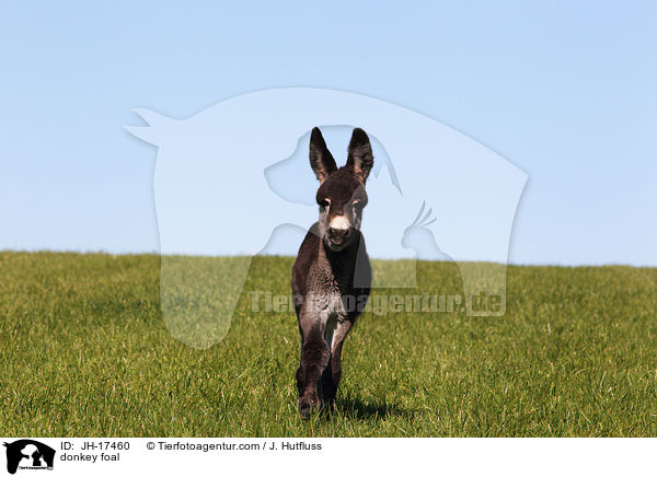 donkey foal / JH-17460