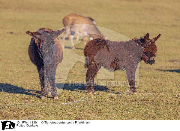 Poitou-Esel / Poitou Donkeys / PW-11130