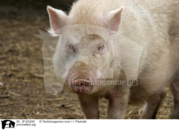 Hngebauchschwein / pot-bellied pig / IP-00293