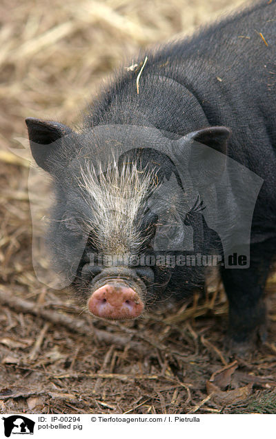 Hngebauchschwein / pot-bellied pig / IP-00294