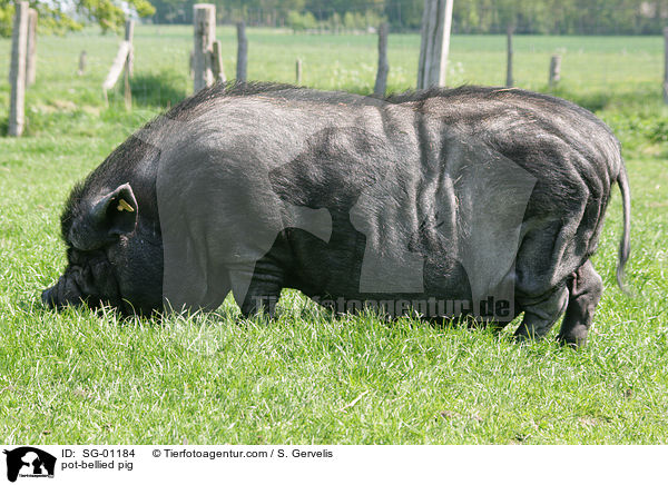 Hngebauchschwein / pot-bellied pig / SG-01184