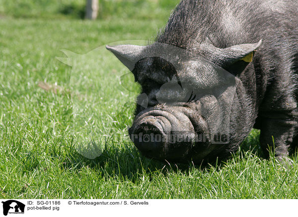 Hngebauchschwein / pot-bellied pig / SG-01186