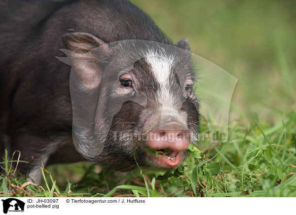 Hngebauchschwein / pot-bellied pig / JH-03097