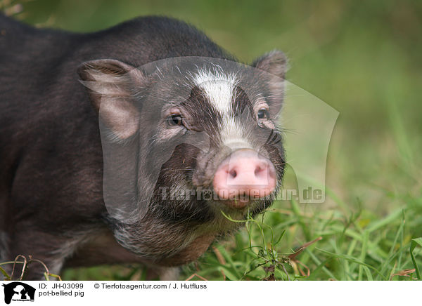 Hngebauchschwein / pot-bellied pig / JH-03099