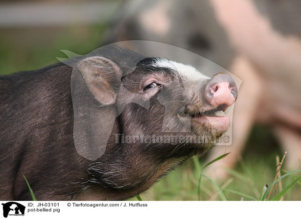 Hngebauchschwein / pot-bellied pig / JH-03101