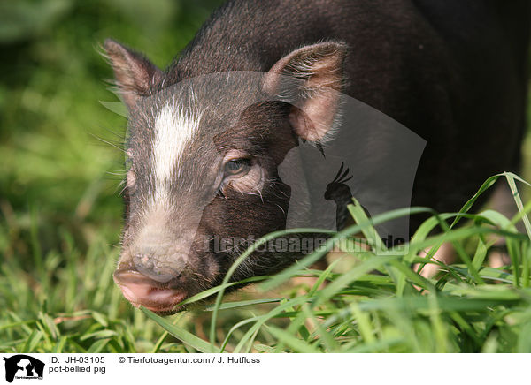 Hngebauchschwein / pot-bellied pig / JH-03105